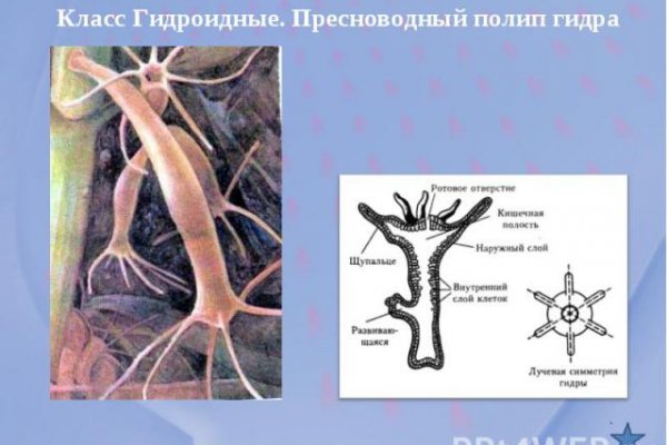 Кракен наркоторговец
